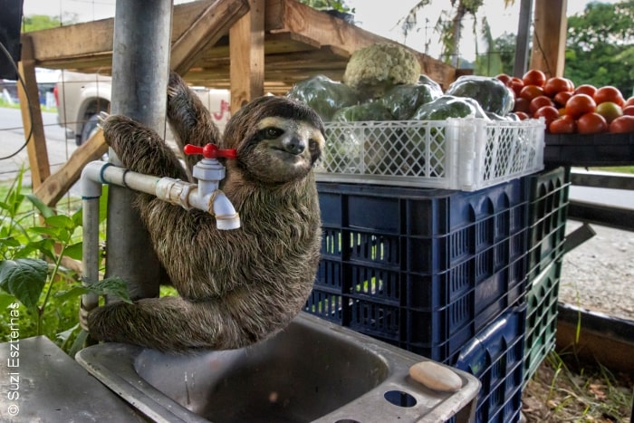 sloth on a fruit stand