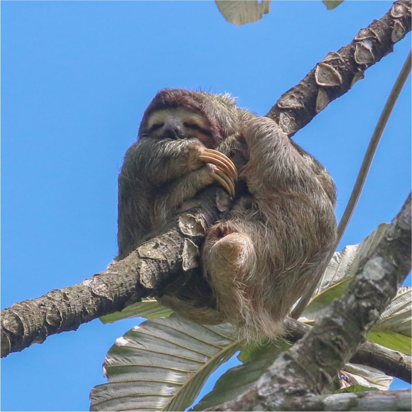 sloth basking