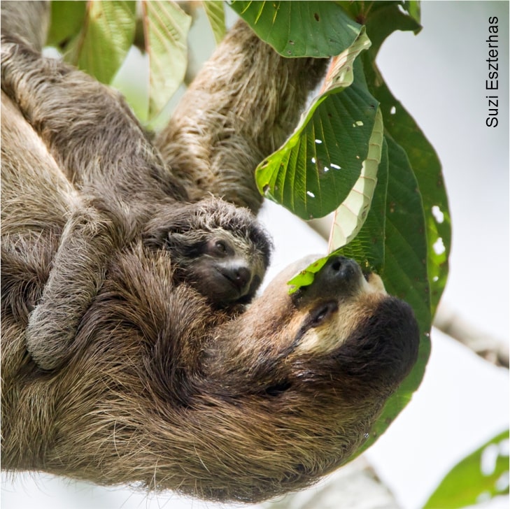 sloth mother feeding her baby leaves