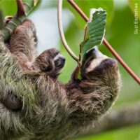 sloth eat food digestion 3-min