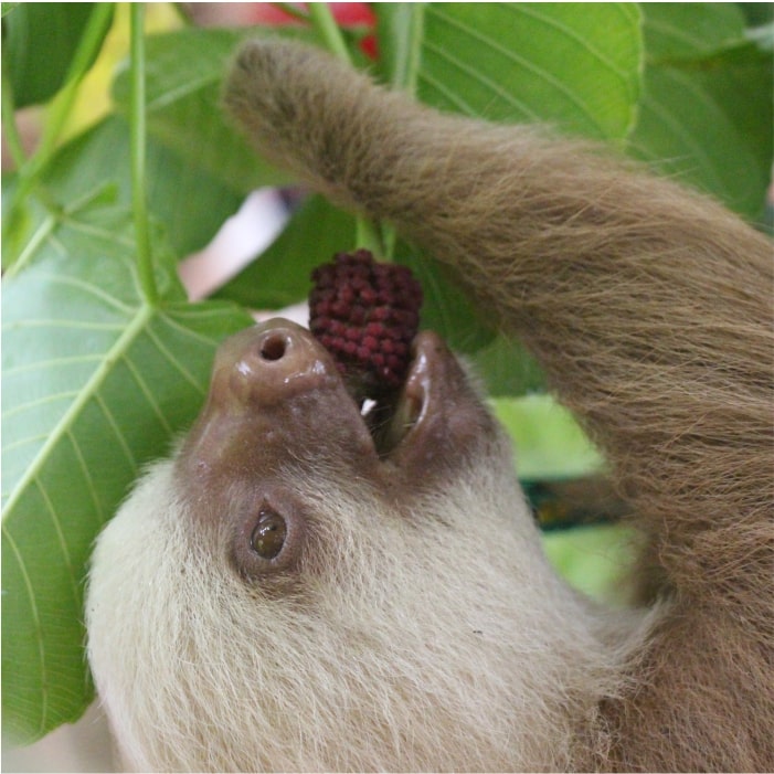baby sloth eating fruit leaves