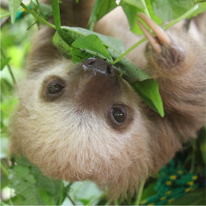 Baby two-fingered sloth