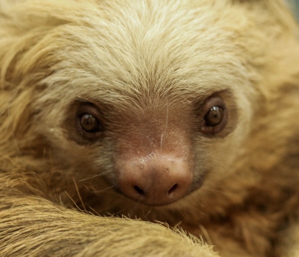 cacao sloth