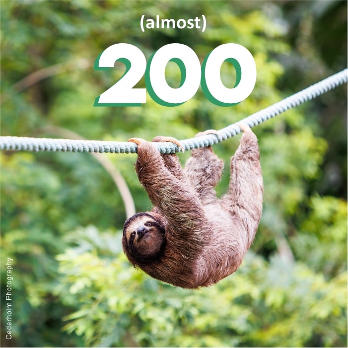200 almost sloth crossing bridge