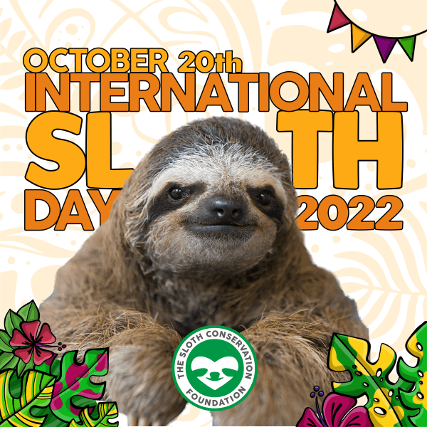 international sloth day