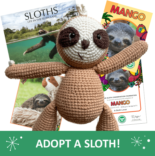 adopt a sloth